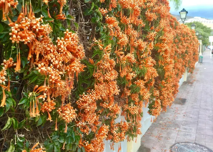 Windsor Panoramic Americas アデヘ