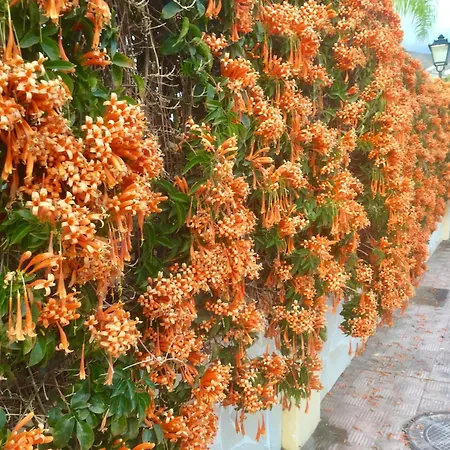 Windsor Panoramic Americas Costa Adeje (Tenerife)